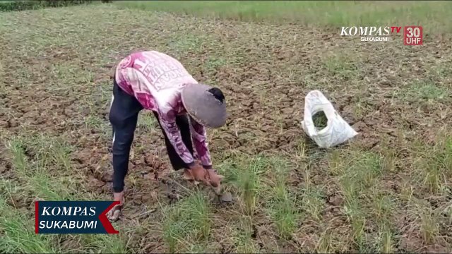 Gagal Panen Petani Jual Gabah Kepeternak Sapi