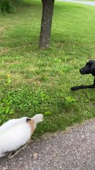 Pygmy Goat Tries to Stop Her Person Leaving Home