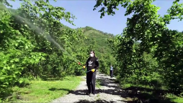 GİRESUN - Dededen babadan kalma fındık bahçeleri sürdürülebilir olmaktan çıkıyor