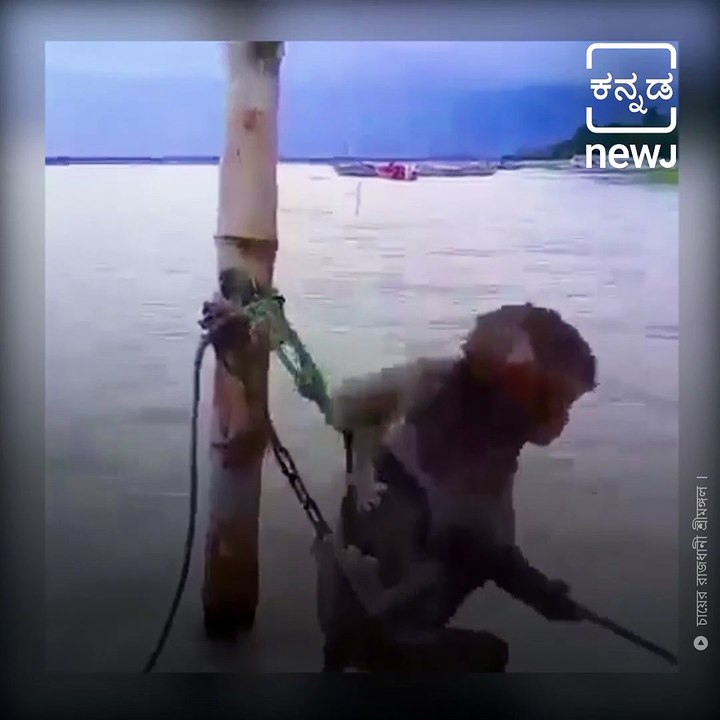 This Baby Monkey Was Saved From Drowning By Its Mother, Video Wins Over Netizens