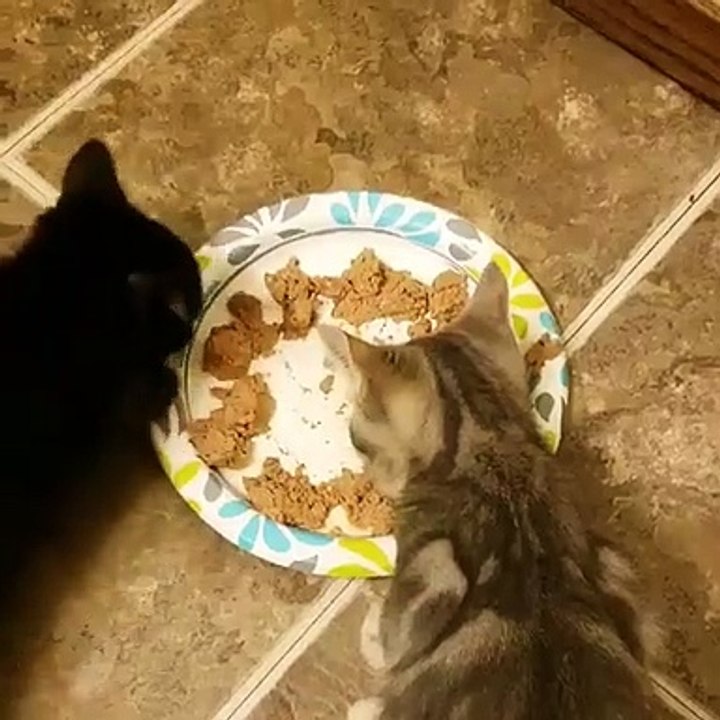 chat se bat pour la nourriture