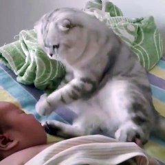l'amour entre un chat et un bébé