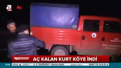 Aç kalan kurt köye indiğine pişman oldu!
