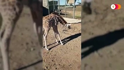 'What's that' Baby giraffe discovers her shadow