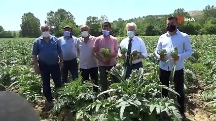 Nilüfer'de enginar hasadı başladı