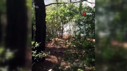 Muğla’da orman yangını