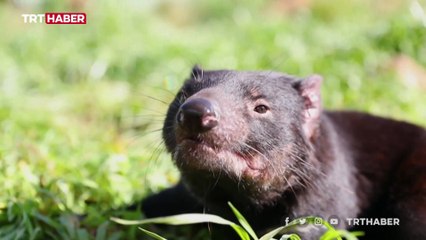 Avustralya ana karasında 3 bin yıl sonra tazmanya canavarı dünyaya geldi