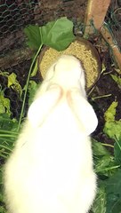 Rabbits Eating food