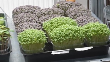 Microvegetales, los ingredientes del futuro para una alimentación sostenible