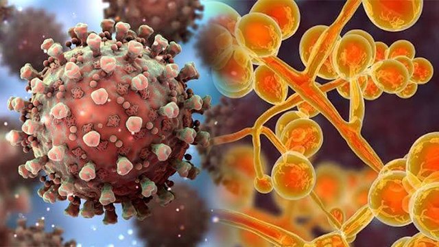 Black Fungus, Yellow Fungus, White Fungus क्या एक ही हैं ये तीनों Fungal Infection | Boldsky