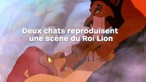 Deux chats reproduisent une scène du Roi Lion