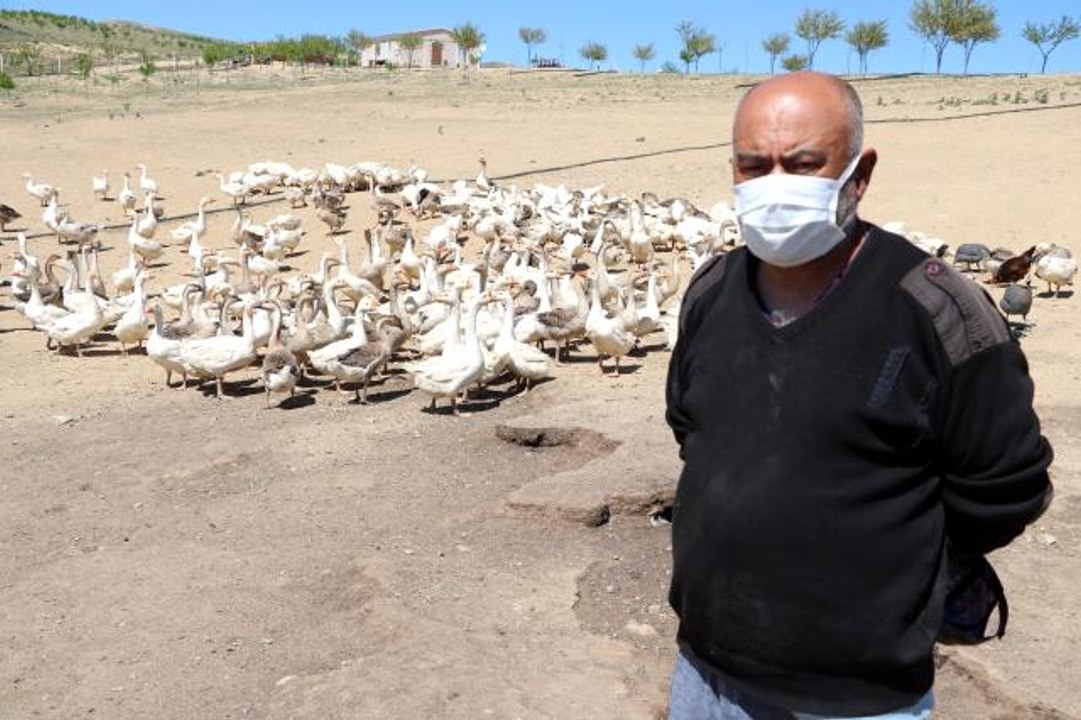 Polisliği bıraktı, köyünde kaz çiftliği kurdu