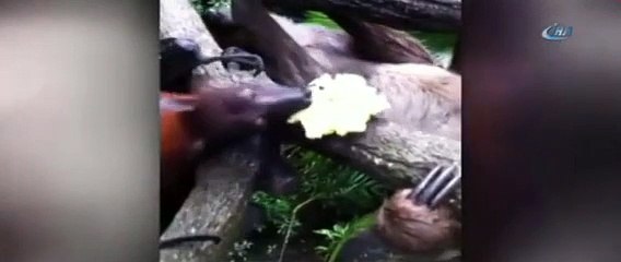 Tembel hayvan yemeğini kaptırdı