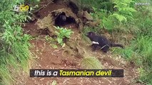 Adorable Baby Tasmanian Devils Born on Australia’s Mainland, First in 3,000 Years