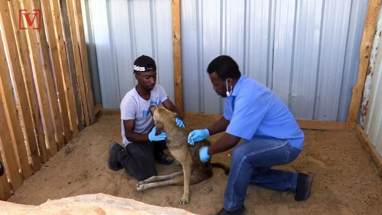 Palestinian Animal Shelter is Helping Wounded Animals as Gaza Truce