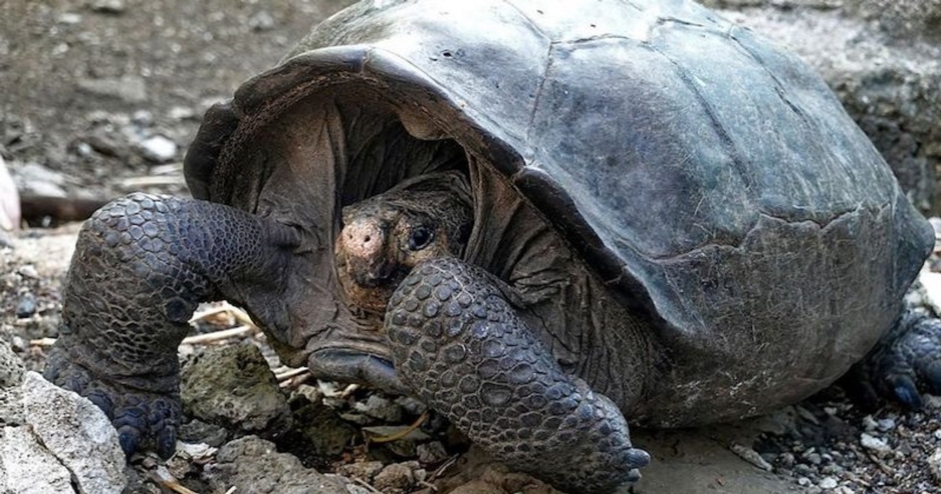 Galápagos : la tortue géante découverte en 2019 appartient à une espèce déclarée éteinte