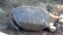 Une tortue géante découverte aux Galapagos appartient à une espèce déclarée éteinte