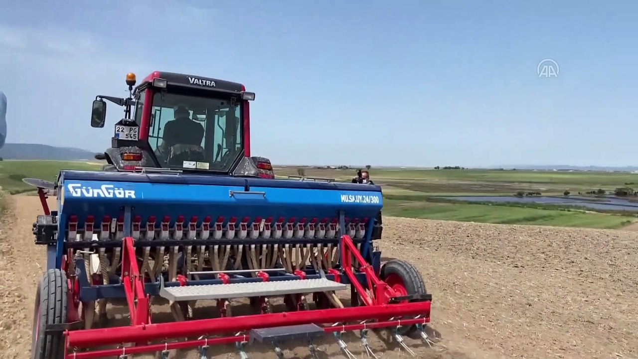 EDİRNE -Türkiye'nin çeltik ambarı Edirne'de damla sulama sistemiyle ekim yapıldı