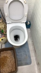 Scurrying Surprise Found in Toilet