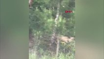 YOLA BİR ANDA ÇIKAN YAVRU AYI KAMERADA
