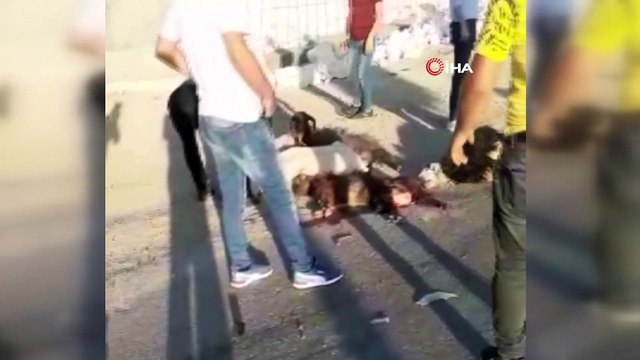 Seyir halindeki kamyonet koyun sürüsüne daldı, onlarca koyun telef oldu