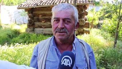 KASTAMONU - Arıcılık yapan aile 150 yıllık kovanlıkta bal üretiyor