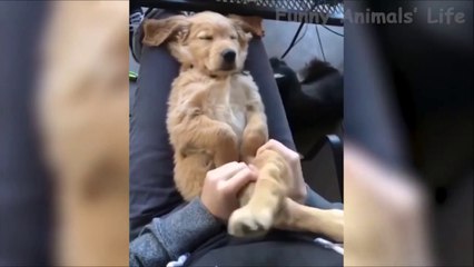 Funniest Dogs and Cats 2021 - Awesome Funny Pet Animals Videos ( 720 X 1280 )