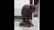 BEST 2021 FUNNIEST ANIMALS _joy_cat_ Funny Animal Videos Compilation _joy_cat_ Try Not To Laugh - 32 ( 1080 X 1920 )
