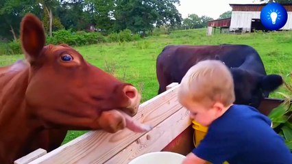 Funniest Moments Baby Meet Animals December- Funny Animals Reaction _ baby shark doo doo ( 720 X 1280 )