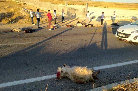 Seyir halindeki kamyonet koyun sürüsüne daldı, onlarca koyun telef oldu