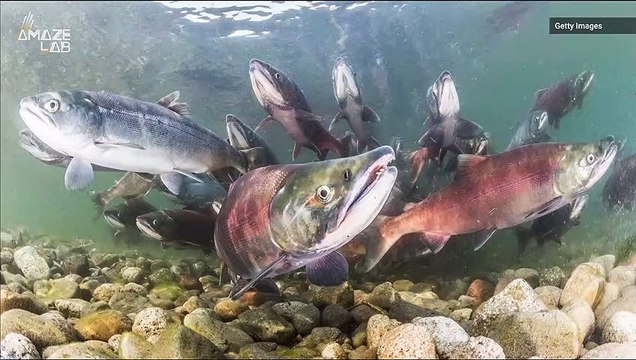 Salmon Have This ‘Compass’ in Their Skin to Migrate Earth’s Magnetic Field