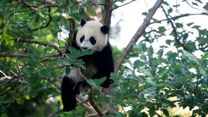 The National Zoo Reopened — and Everybody Is Obsessed With Its New Baby Panda