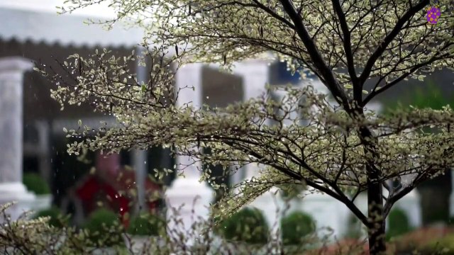 15 Minute Meditation Music for Stress-Relief | Rain | Garden | Relaxation | Study | Sleep | Focus | Concentration | Soothing | Healing | Serene | Calming | Joyful