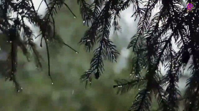 15 Minute Nice Relaxing Music for Anxiety Relief | Soothing | Joyful | Serene | Anti-Depression | Peaceful | Meditation | Healing | Positive Energy | Rain | Plants | Trees