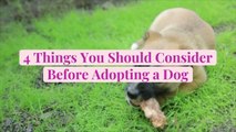 4 Things You Should Consider Before Adopting a Dog