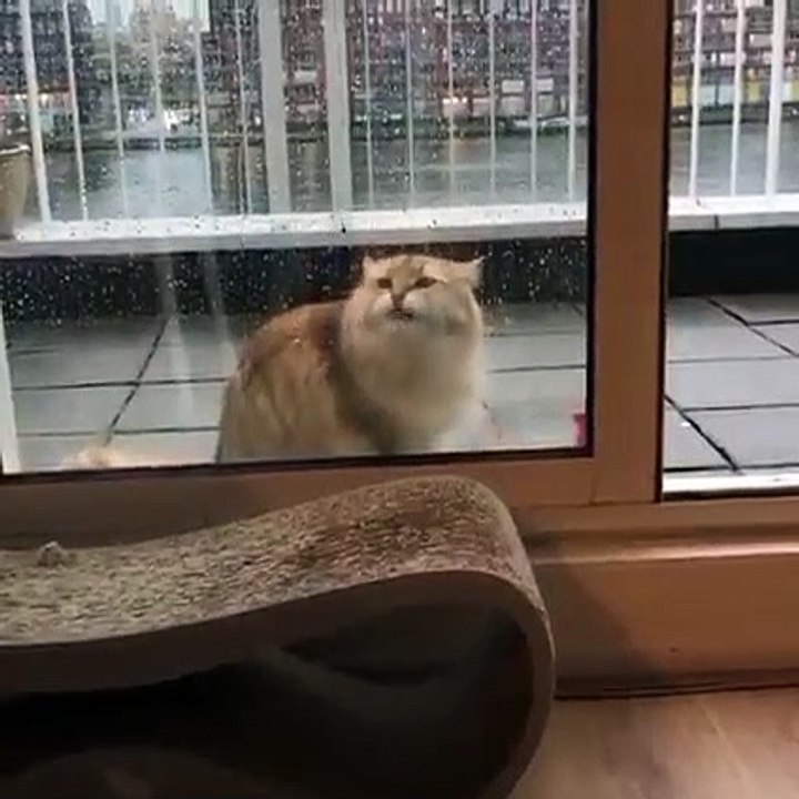 Chat boit du pluie