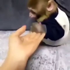 İnatçı maymun ikna olmadı!