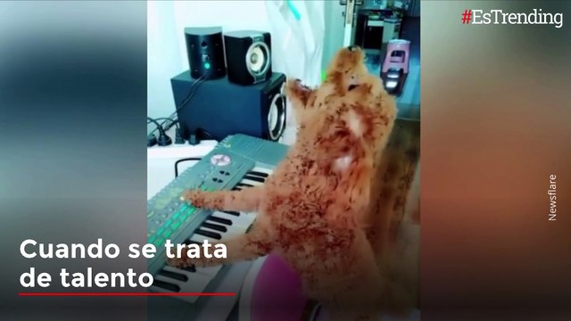 ¡Desde cantantes hasta actores! Estos perritos sorprenden con sus talentos
