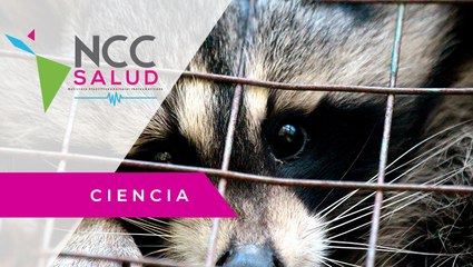 La OMS pide suspender la venta de mamíferos salvajes en mercados