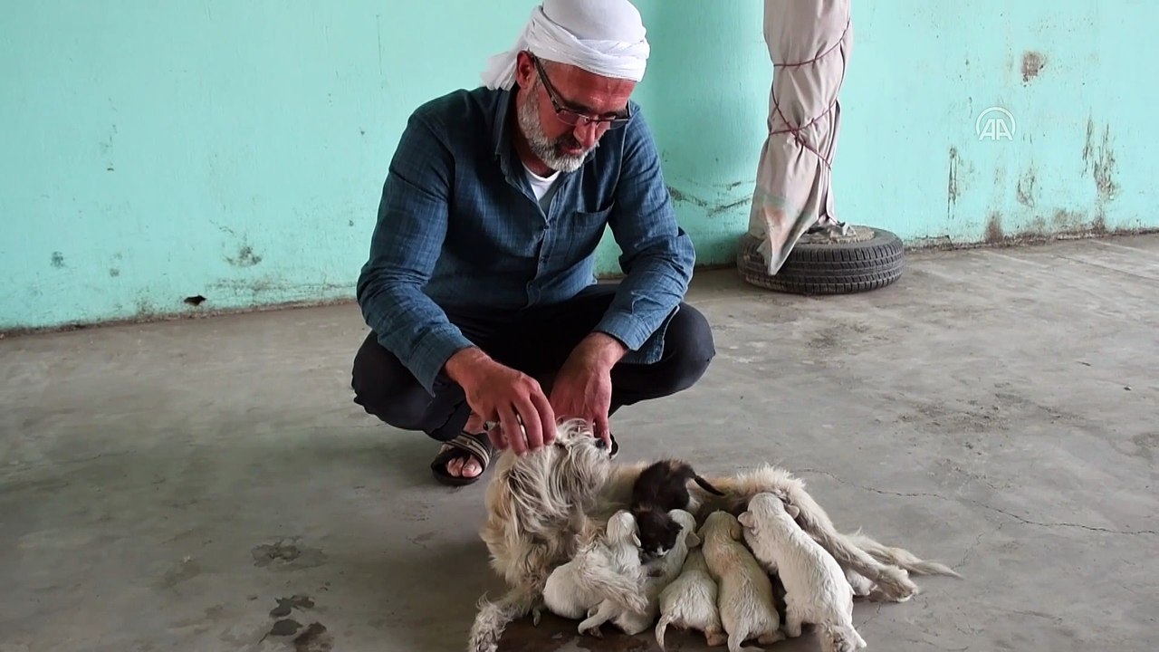 MANİSA - Kedi yavrusuna annelik eden köpek ilgi görüyor