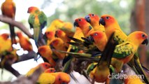 Cute Sun Conure parrots group resting on tree branches