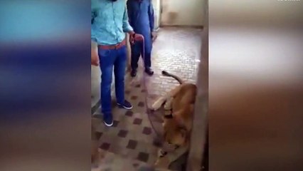 Aslanla video çektirirken hayatının hatasını yaptı!