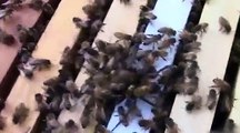 Arı kovanına saldıran örümceğin sonu