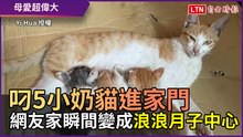 貓媽媽叼5小孩進家門 網友家瞬間變成「浪浪月子中心」