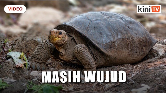 Penyu dianggap pupus 100 tahun lalu masih ada, kata Ecuador