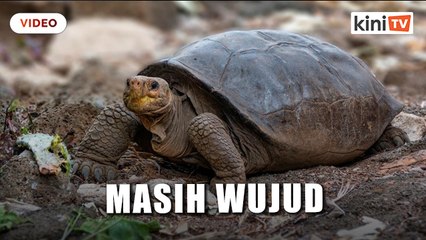 Penyu dianggap pupus 100 tahun lalu masih ada, kata Ecuador