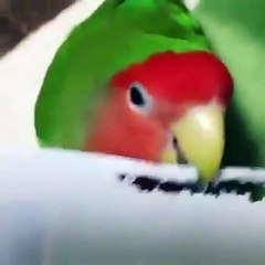 Kuşun zekasına hayran olacaksınız!