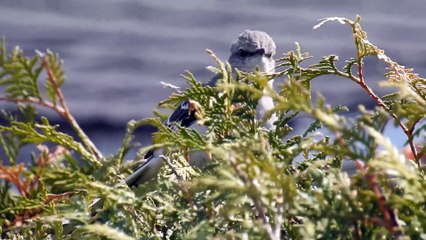 Le moqueur polyglotte 