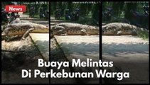 VIRAL !!! SEEKOR BUAYA DEWASA MELINTAS DI KEBUN  WARGA !!