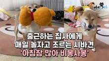 출근하는 집사에게 매일 놀자고 조르는 시바견 '아침잠 많아 비몽사몽'